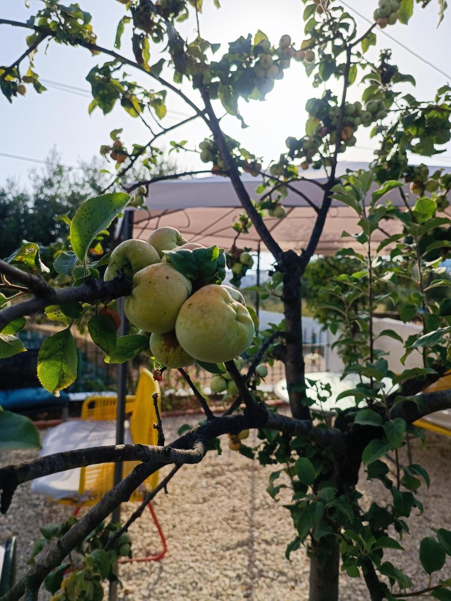 Natural Hostel 希马拉 外观 照片